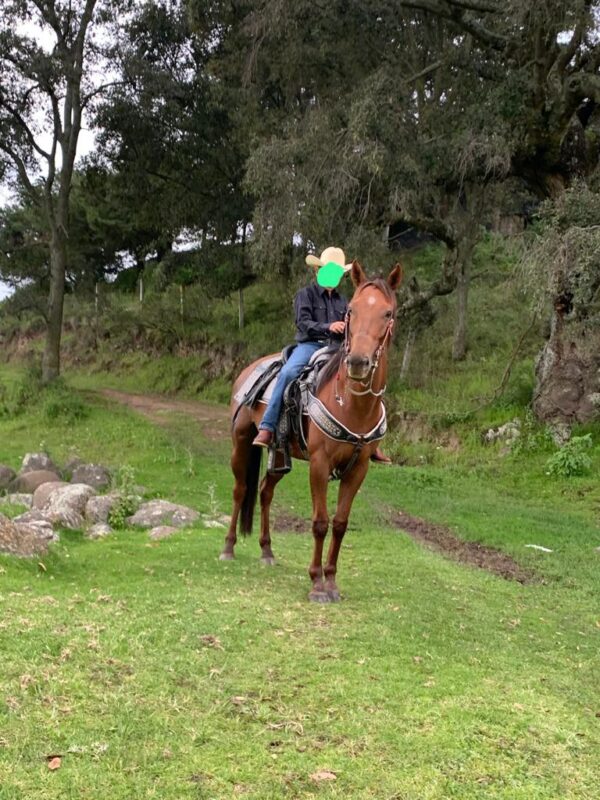 Hermosa Yegua