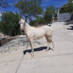 Pretty Potro Potro archivos - Venta de Caballos