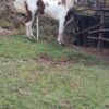 Hermoso Caballo