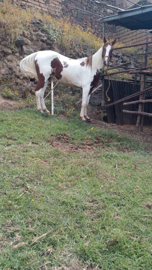 Hermoso Caballo