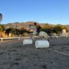 Caballo de Salto