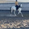 Caballo de Salto - Image 2