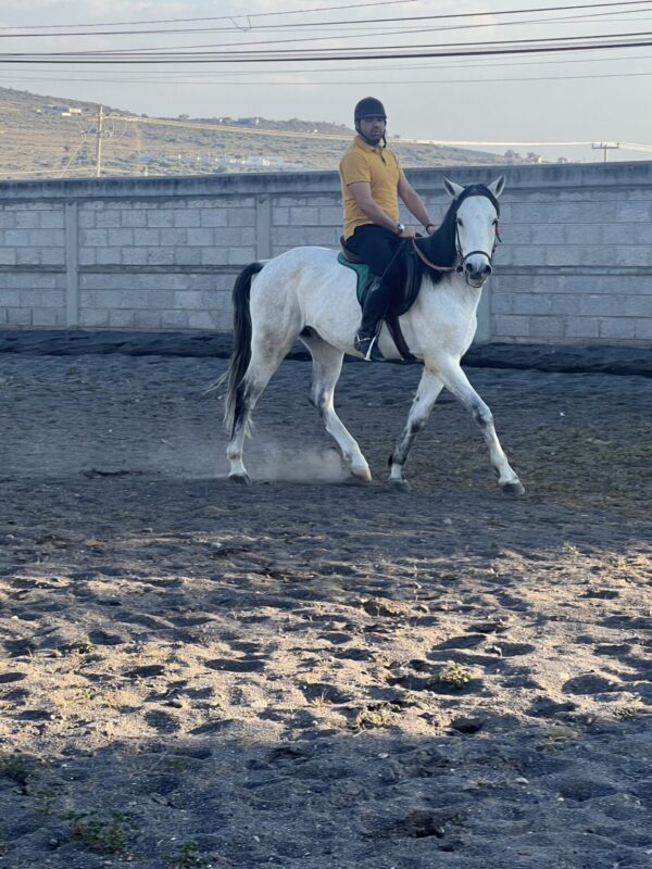 Caballo de Salto - Image 2