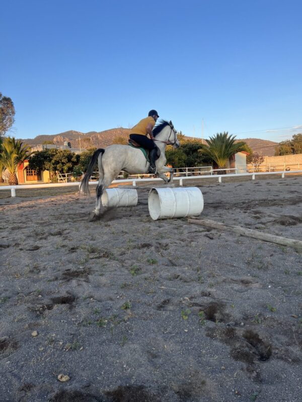 Caballo de Salto - Image 3