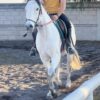 Caballo de Salto - Image 4