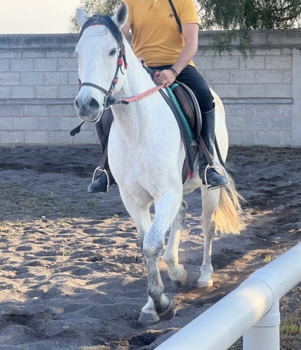 Caballo de Salto - Image 4