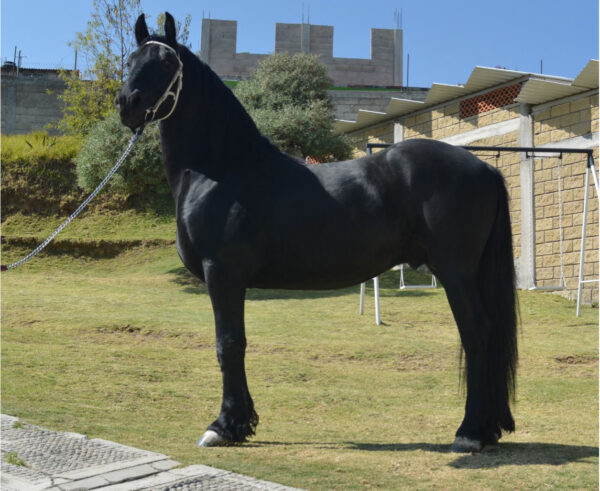 Venta de caballo frisón importado de Holanda