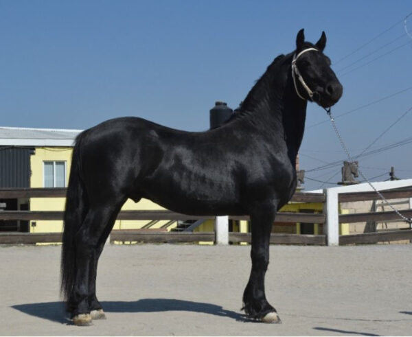 Venta de caballo frisón importado de Holanda - Image 2