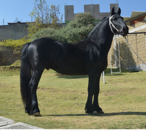 Venta de caballo frisón importado de Holanda - Image 3