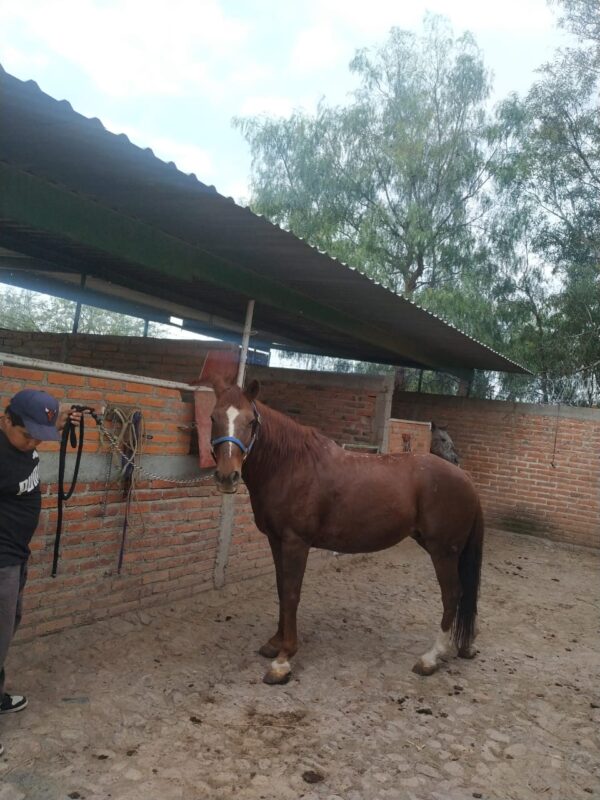 Lucero