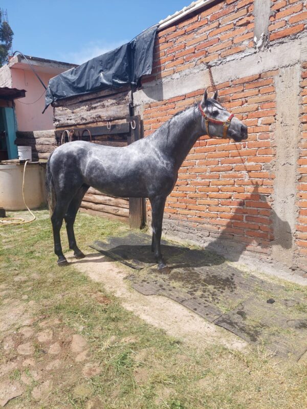 Potrillo de 3 años
