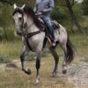 Caballo Español de Morerias