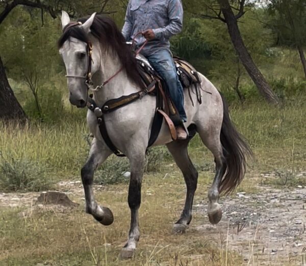 Caballo Español de Morerias