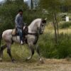 Caballo Español de Morerias - Image 2