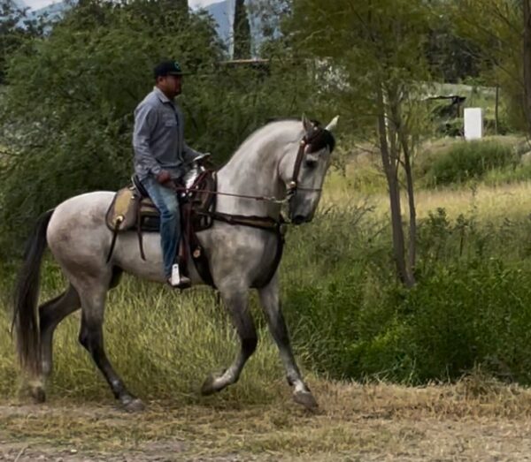 Caballo Español de Morerias - Image 2
