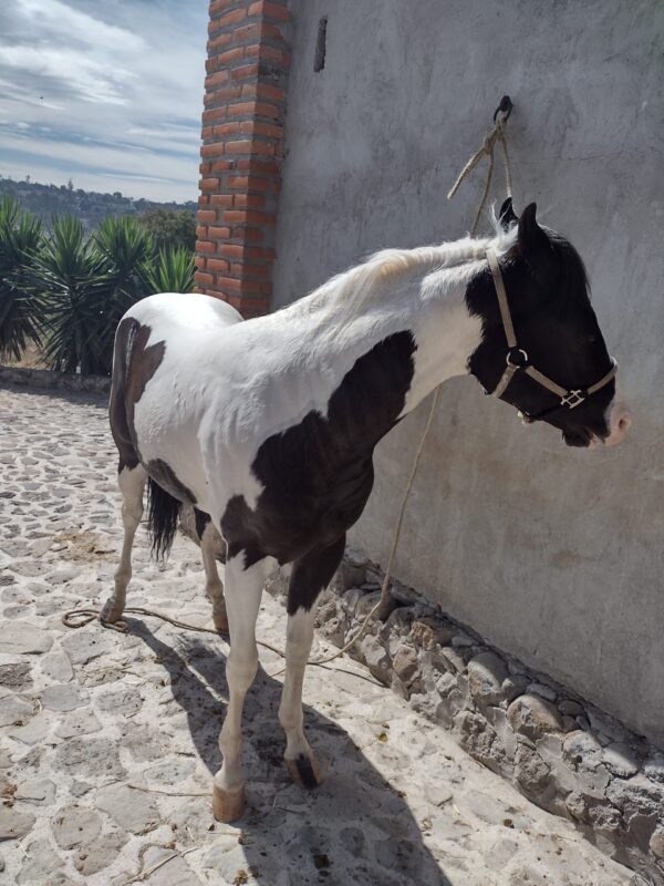 Hermoso potro pinto!!