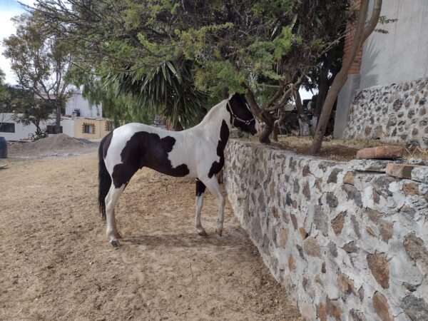 Hermoso potro pinto!! - Image 3