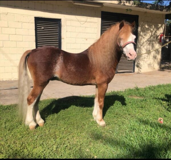Pony bailador