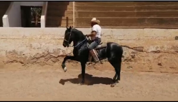 Potrillo de 2 años y medio