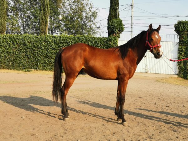 Vendo Hermoso Potro Apendix