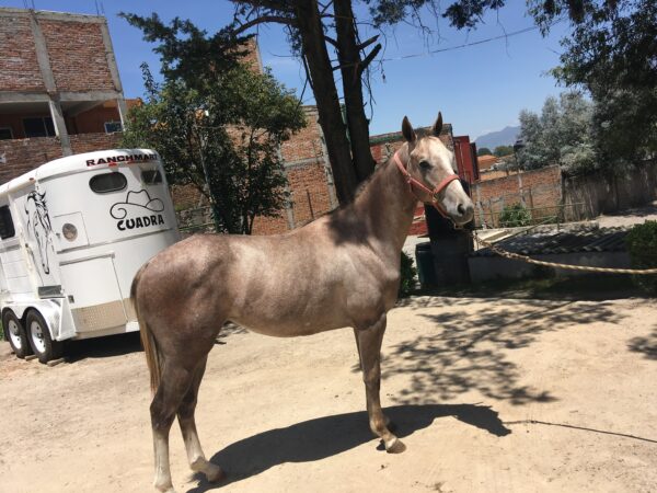 Potro