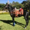 Caballo Prieto