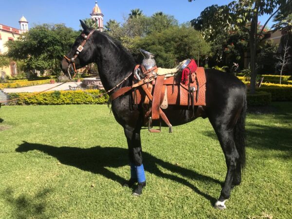 Caballo Prieto