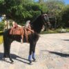 Caballo Prieto - Image 2