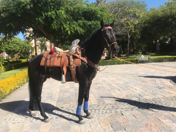 Caballo Prieto - Image 2