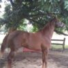 Ejemplar Rancho Lara /