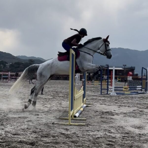 Yegua de raza deportivo - Image 5