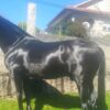 Caballo pura raza Española