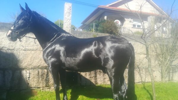Caballo pura raza Española