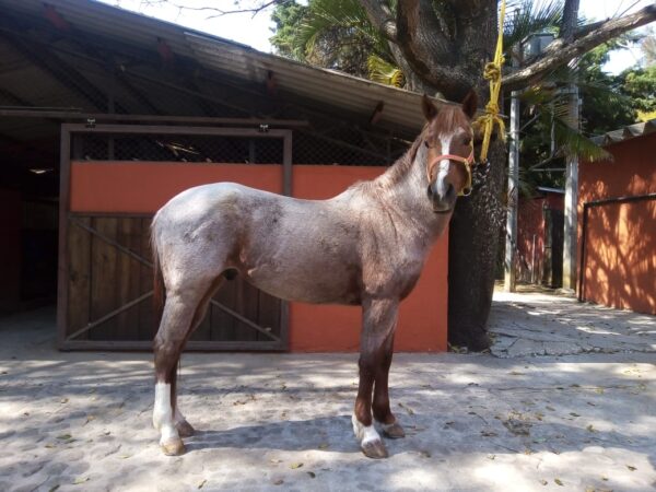 Rosillo 1/4 de milla