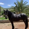 Potrillo 3/4 Frisian