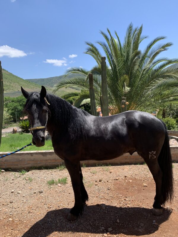 Potrillo 3/4 Frisian
