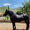 Potrillo 3/4 Frisian - Image 2