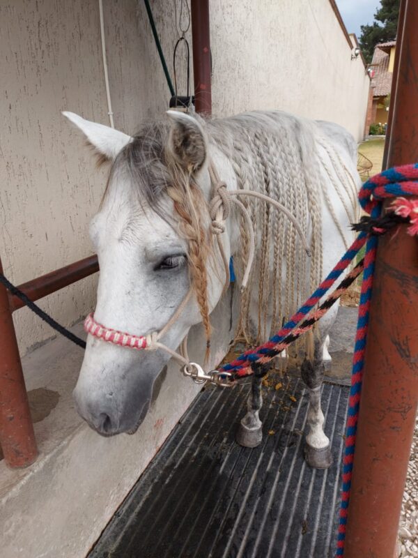 Tordillo gris hermoso