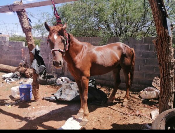 Caballo alazán tostado