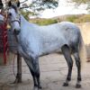 Yegua española lineas generoso